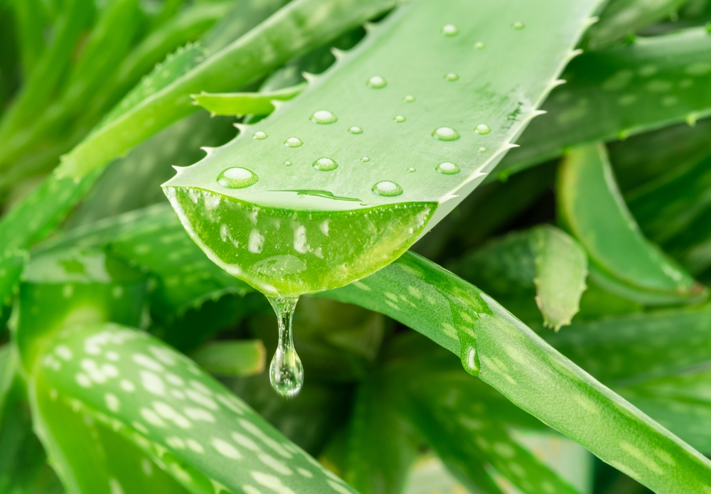 Aloe vera 