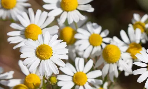 Chamomile