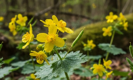 Greater Celandine