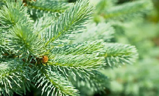 Silver fir